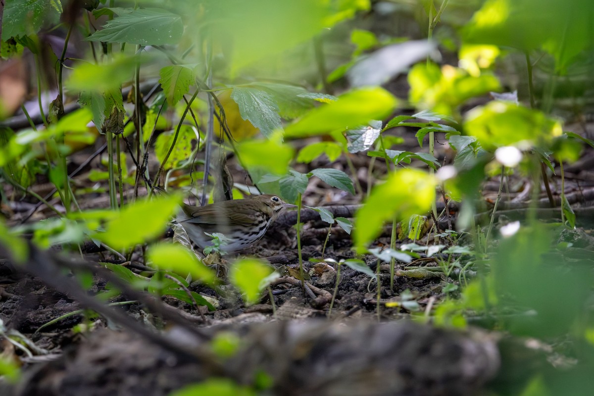 Ovenbird - ML647393651