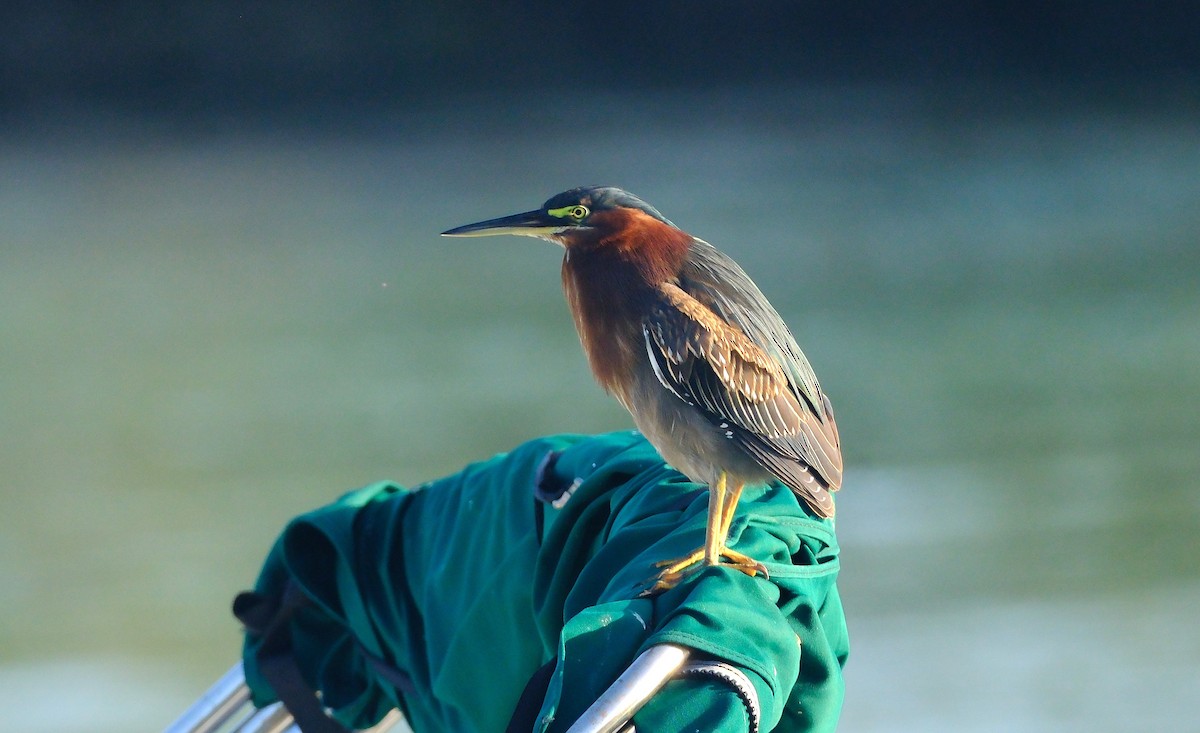 Green Heron - ML647393652