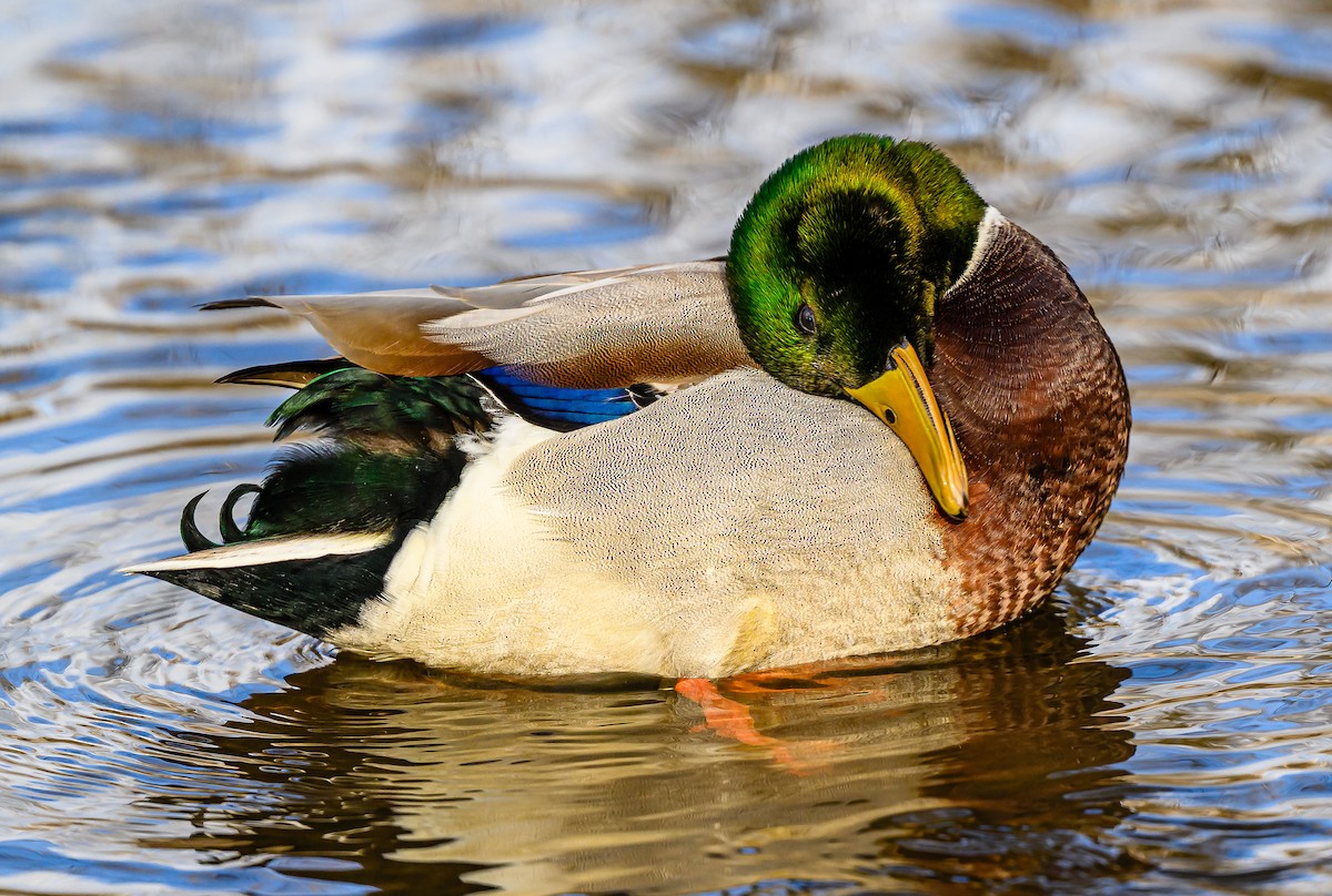 綠頭鴨 - ML647393653