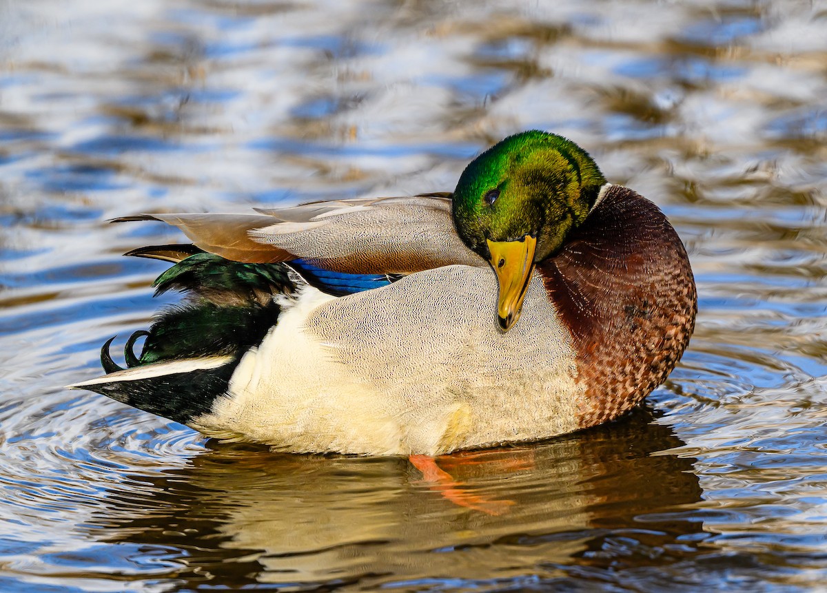 綠頭鴨 - ML647393654