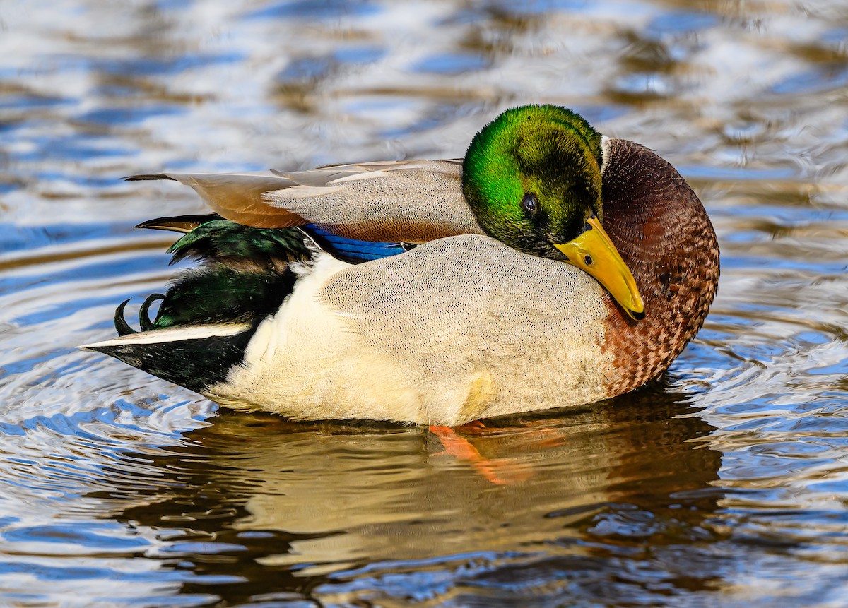 綠頭鴨 - ML647393655