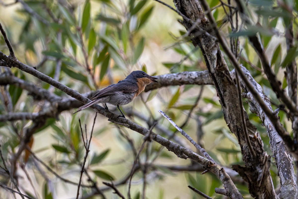Leaden Flycatcher - ML647393656