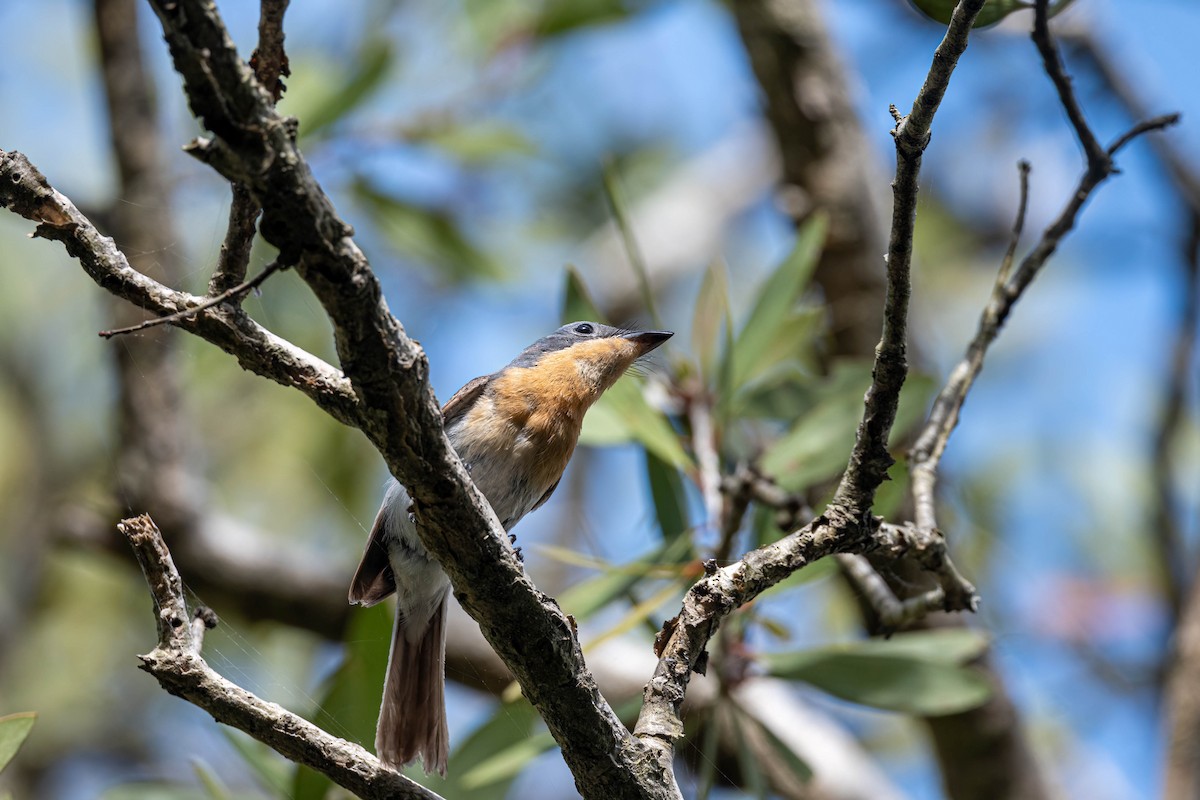 Leaden Flycatcher - ML647393657