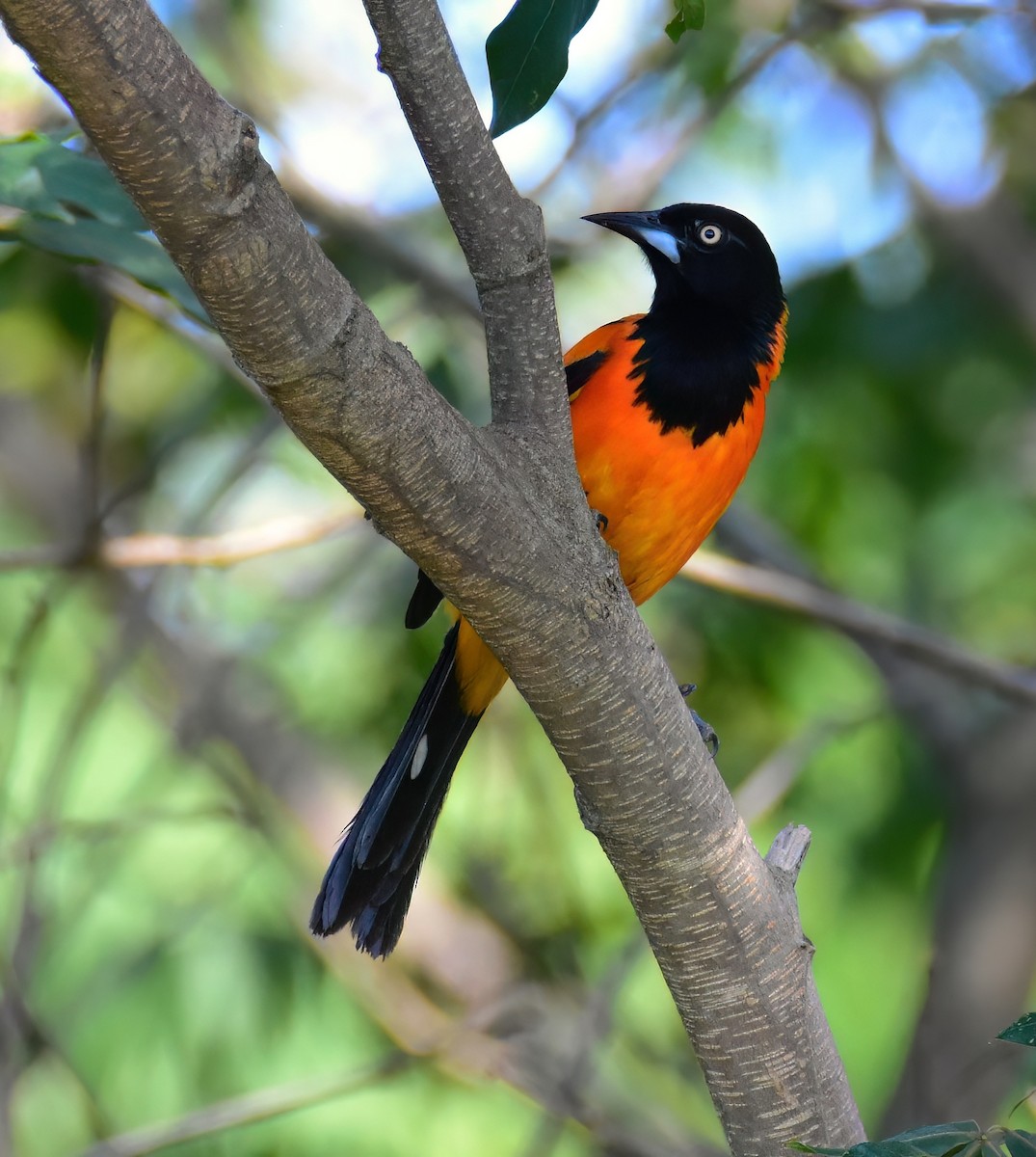 Campo Troupial - ML647393658