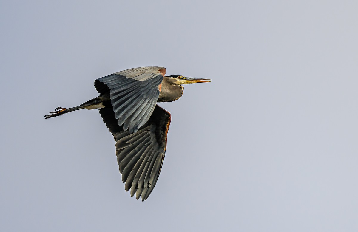 Great Blue Heron - ML647393659