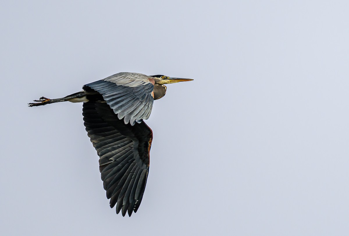 Great Blue Heron - ML647393660