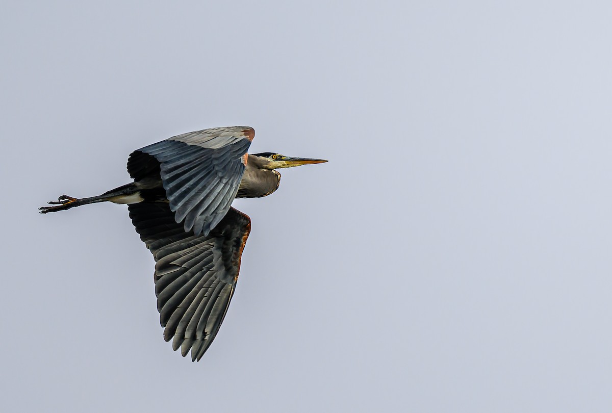 Great Blue Heron - ML647393661