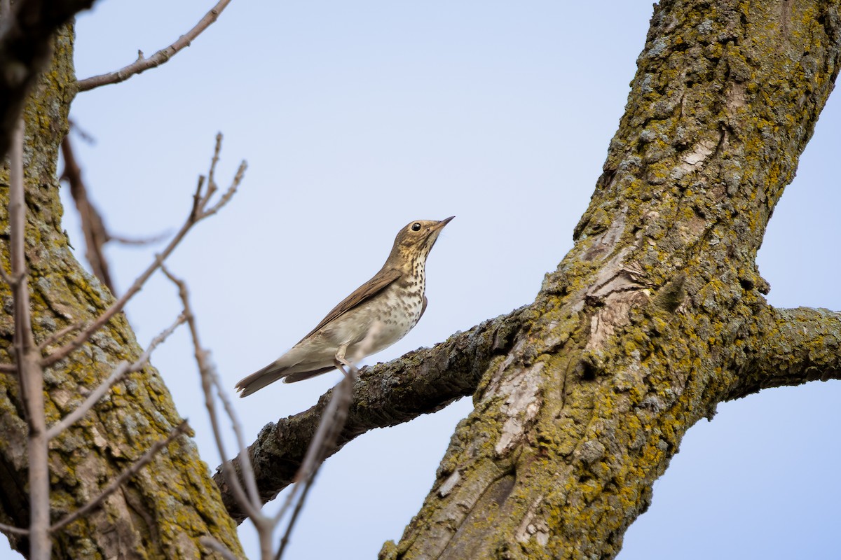 Swainson's Thrush - ML647393662