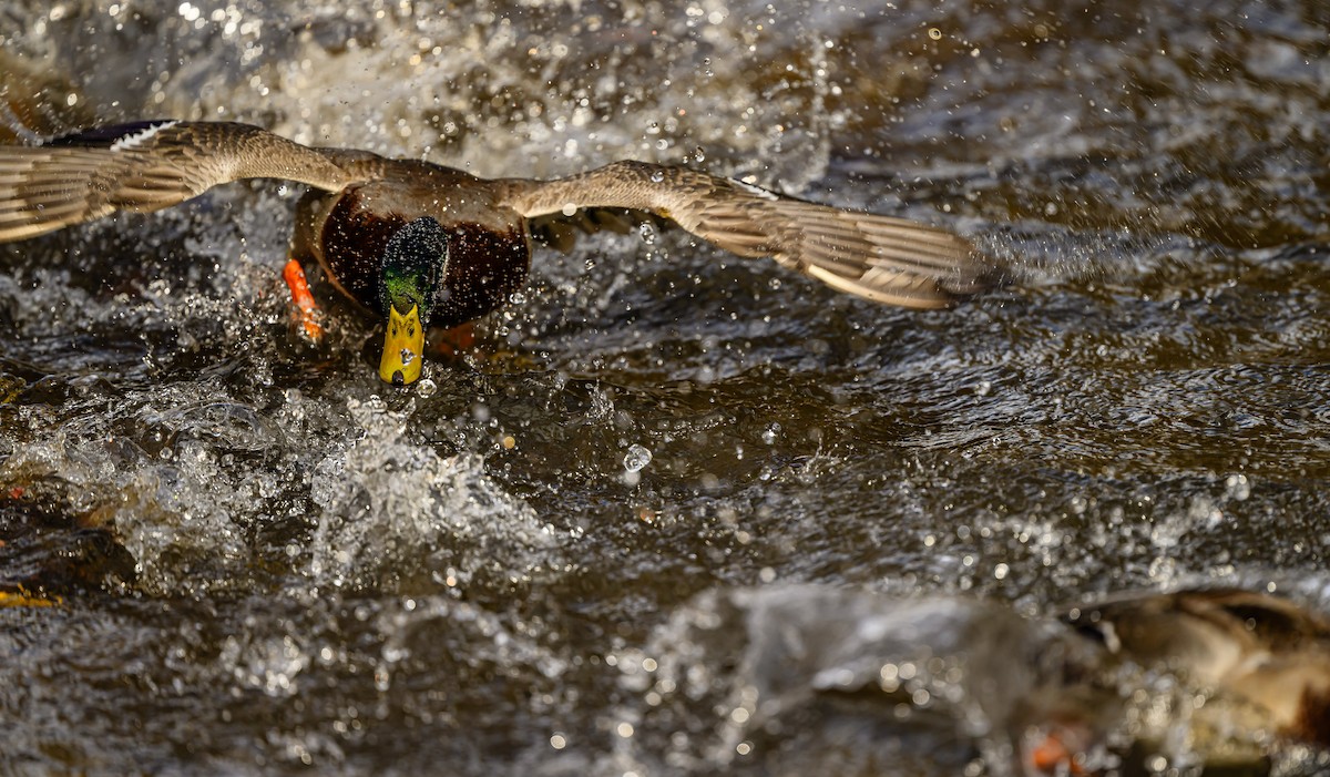 綠頭鴨 - ML647393664