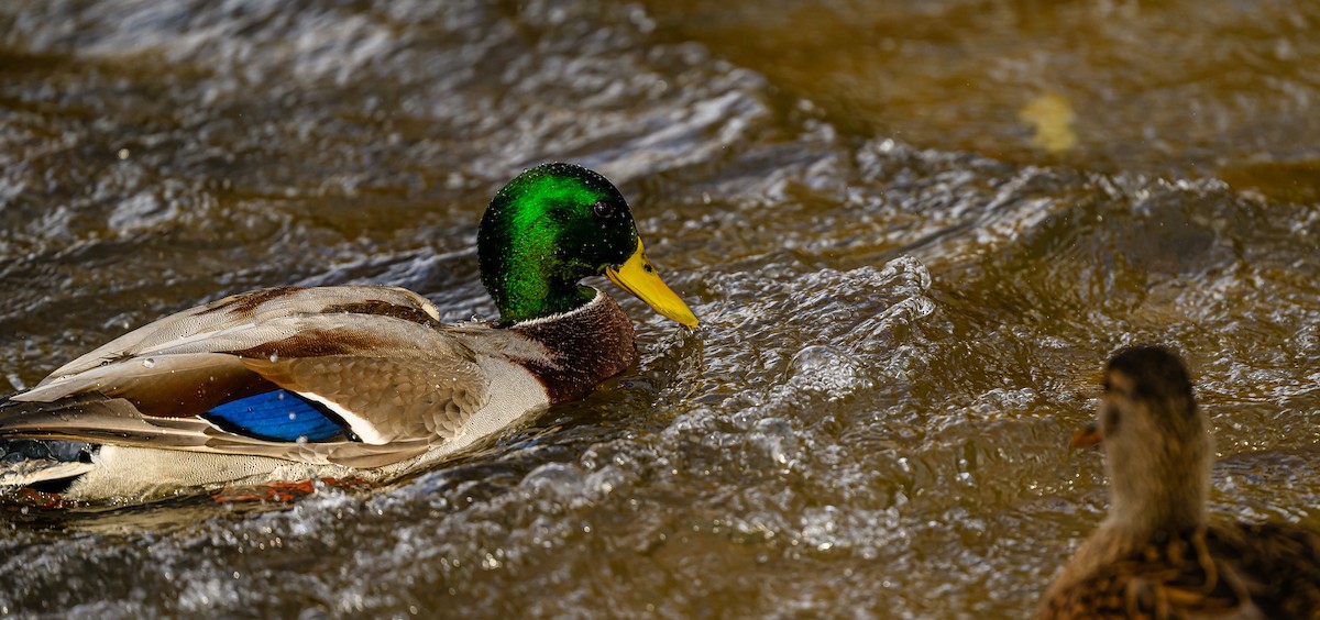 綠頭鴨 - ML647393665