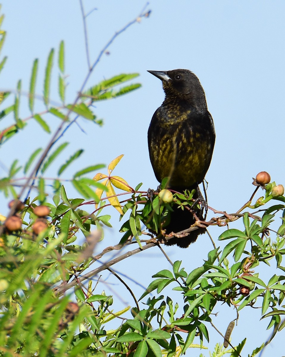 Unicolored Blackbird - ML647393666