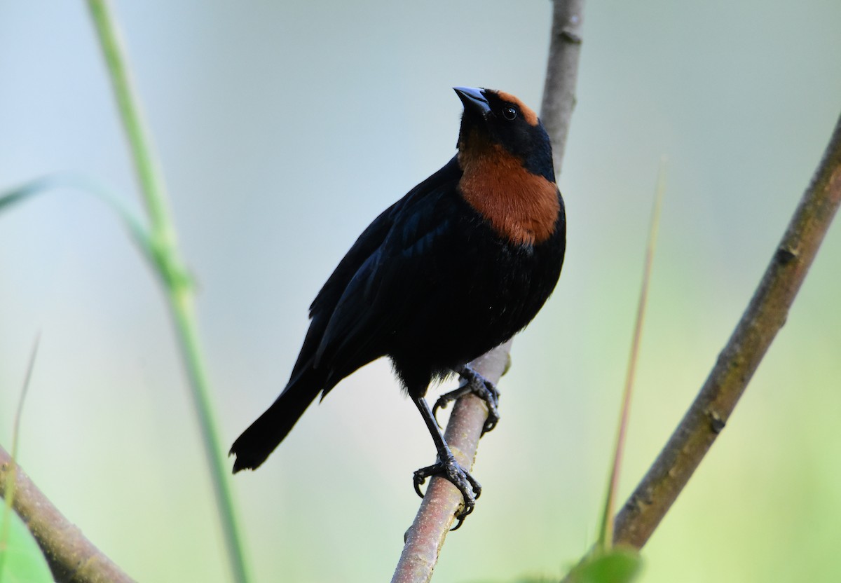 Chestnut-capped Blackbird - ML647393668
