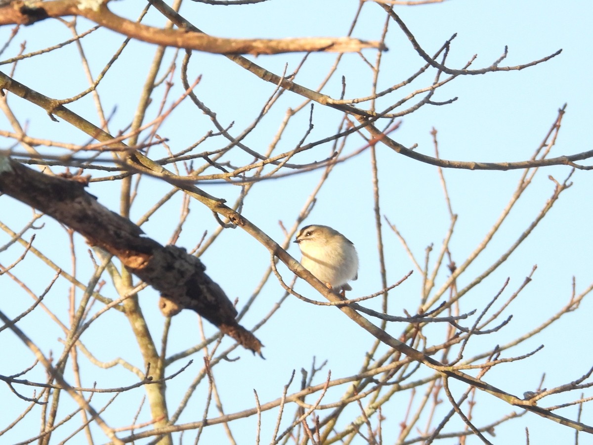 Golden-crowned Kinglet - ML647393669