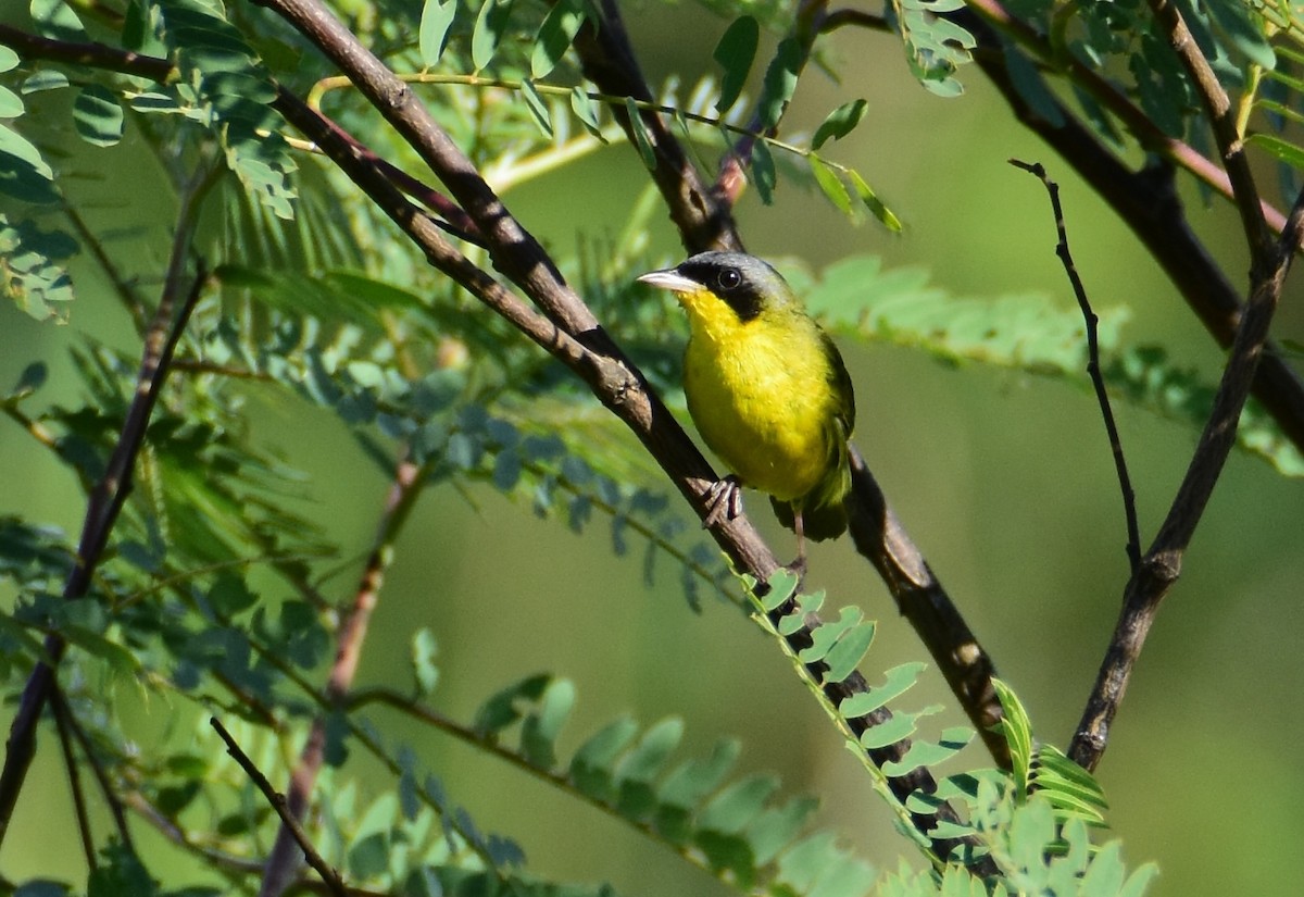 Southern Yellowthroat - ML647393670