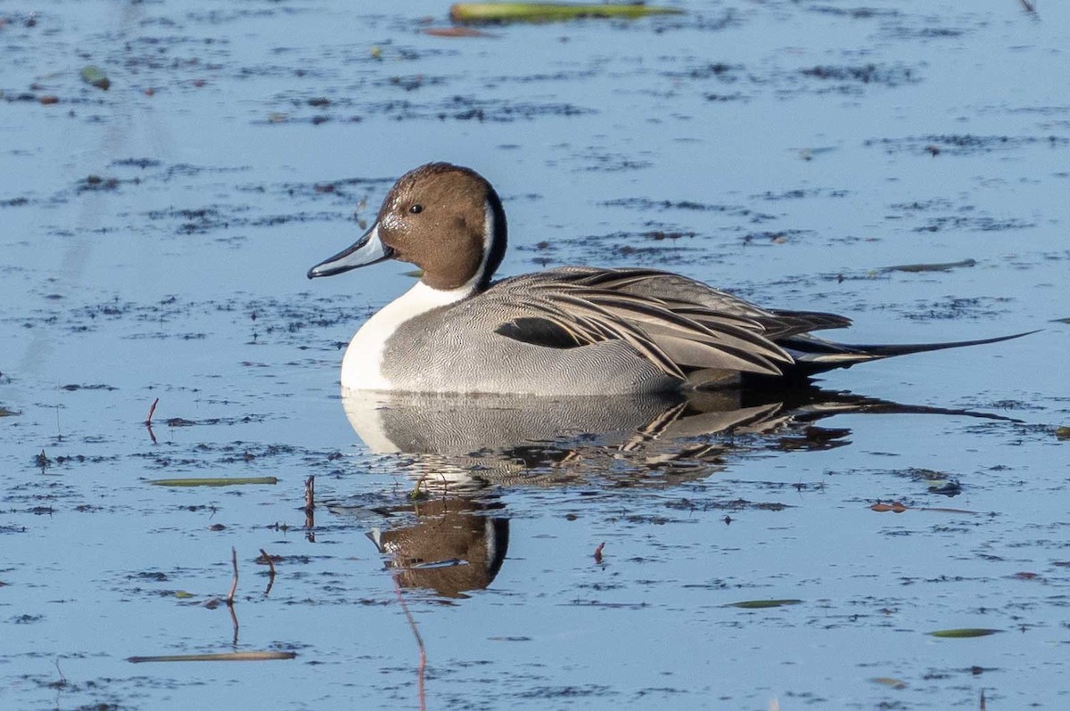 尖尾鴨 - ML647393671