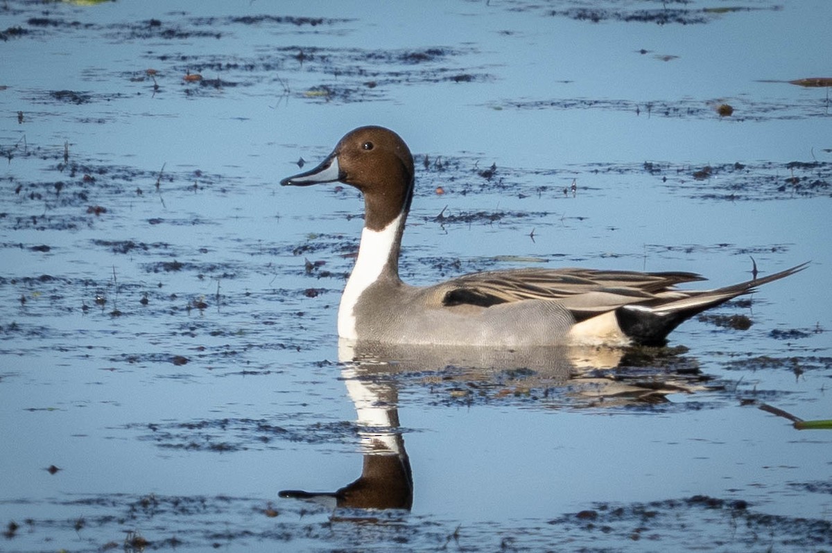 尖尾鴨 - ML647393672