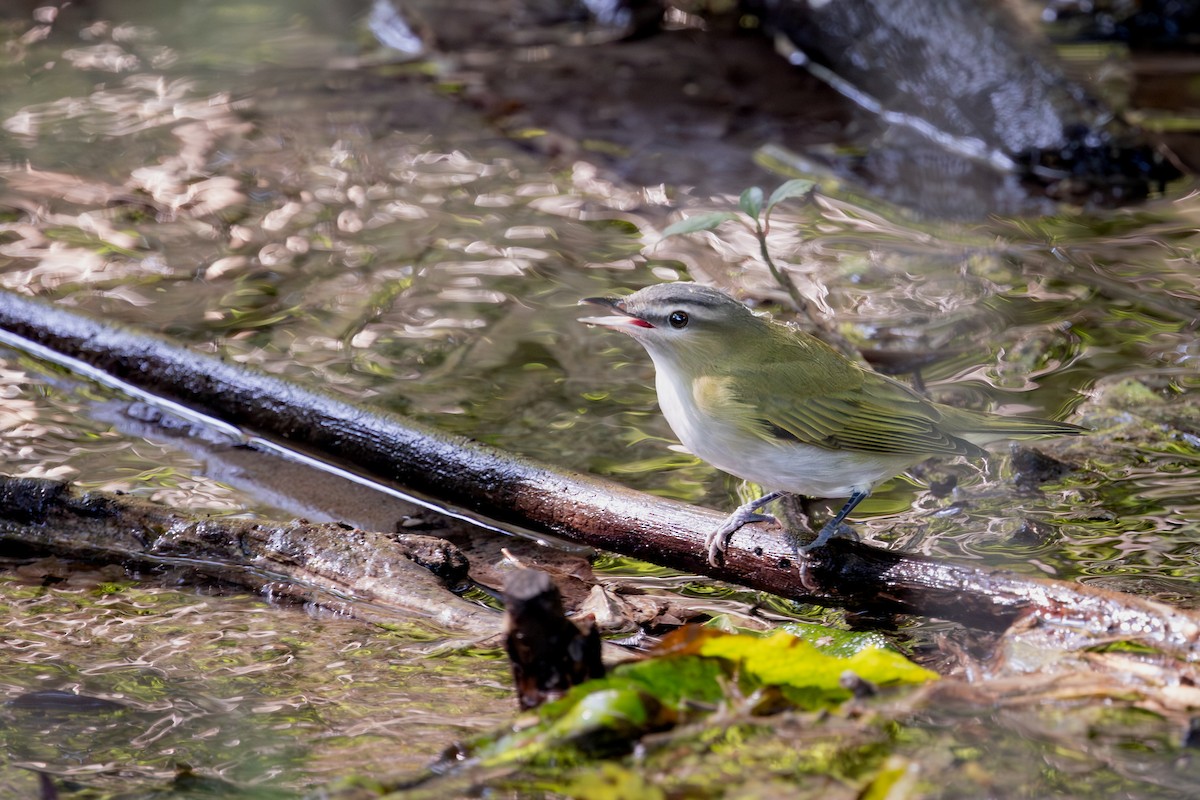 Красноглазый виреон - ML647393673