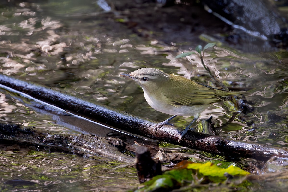 Красноглазый виреон - ML647393674