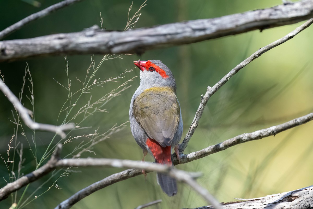 Red-browed Firetail - ML647393675