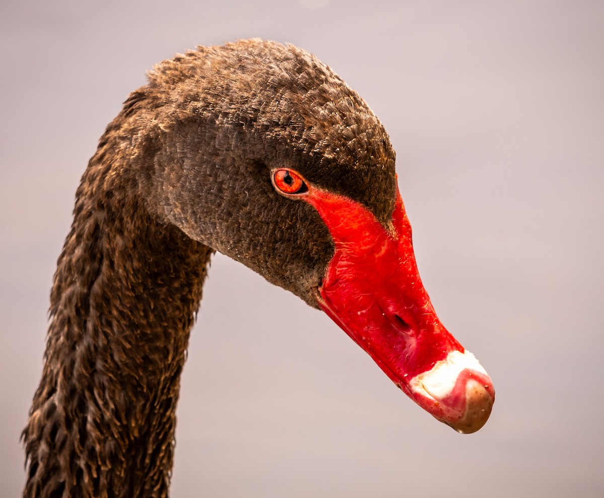 Black Swan - ML647393687