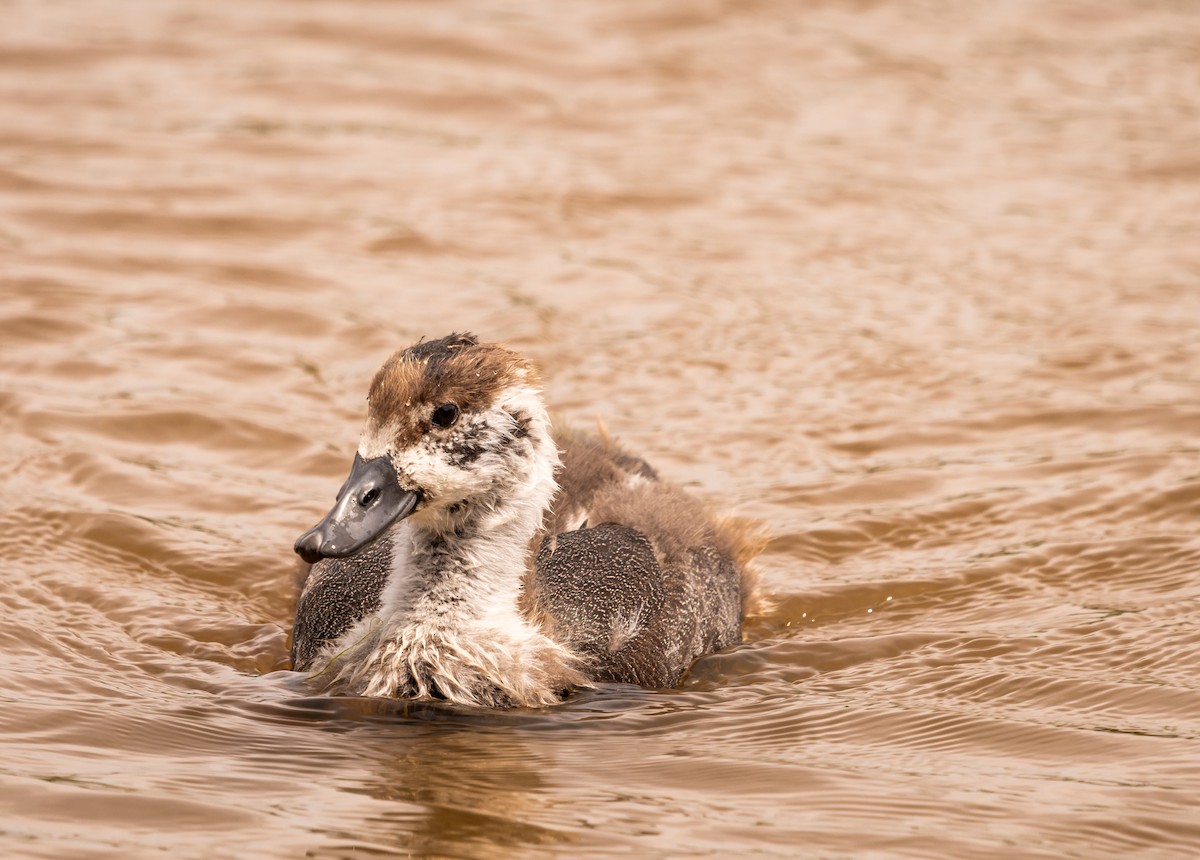 Paradise Shelduck - ML647393693
