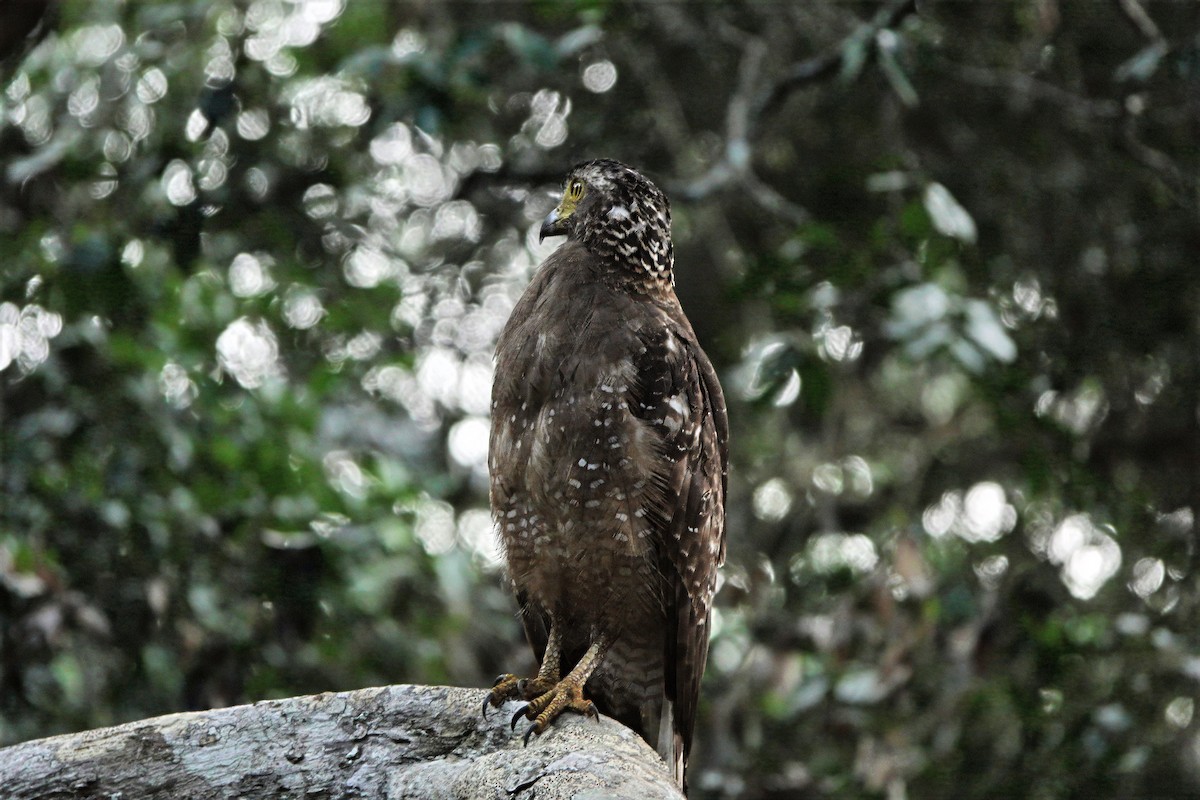 Culebrera Chiíla - ML647393695
