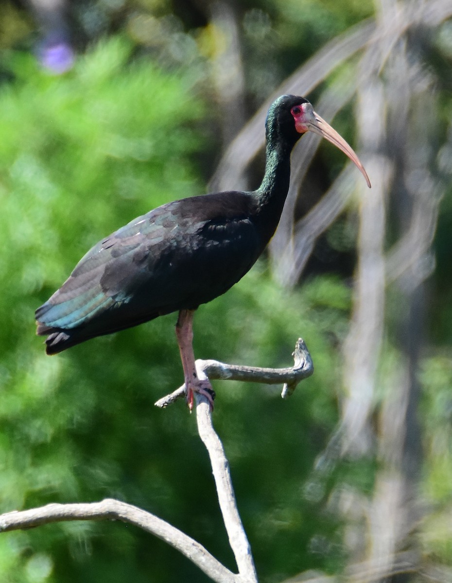 Ibis Afeitado - ML647393709