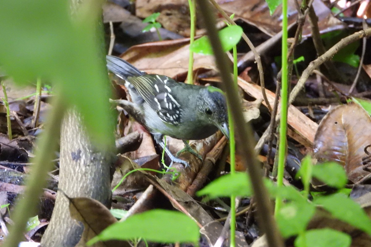 Black-crowned Antshrike - ML647393710