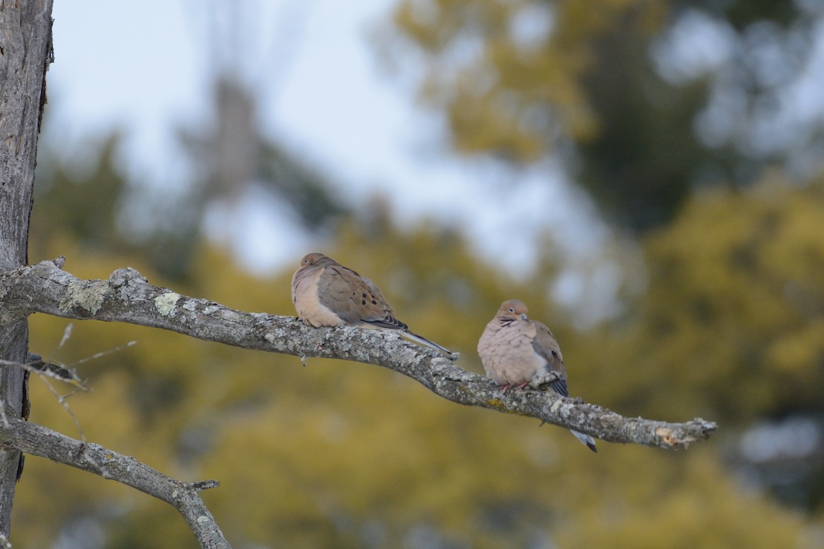 Uzun Kuyruklu Kumru - ML647393732