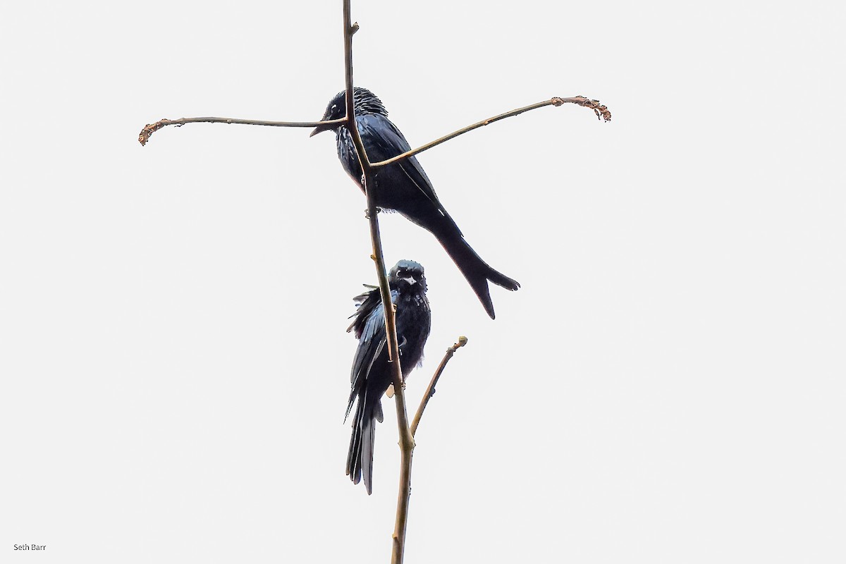 Bronzed Drongo - ML647393733