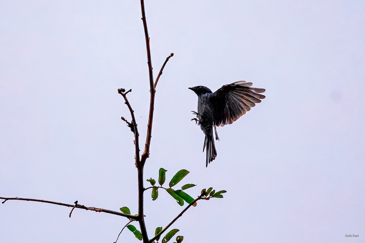 Bronzed Drongo - ML647393734