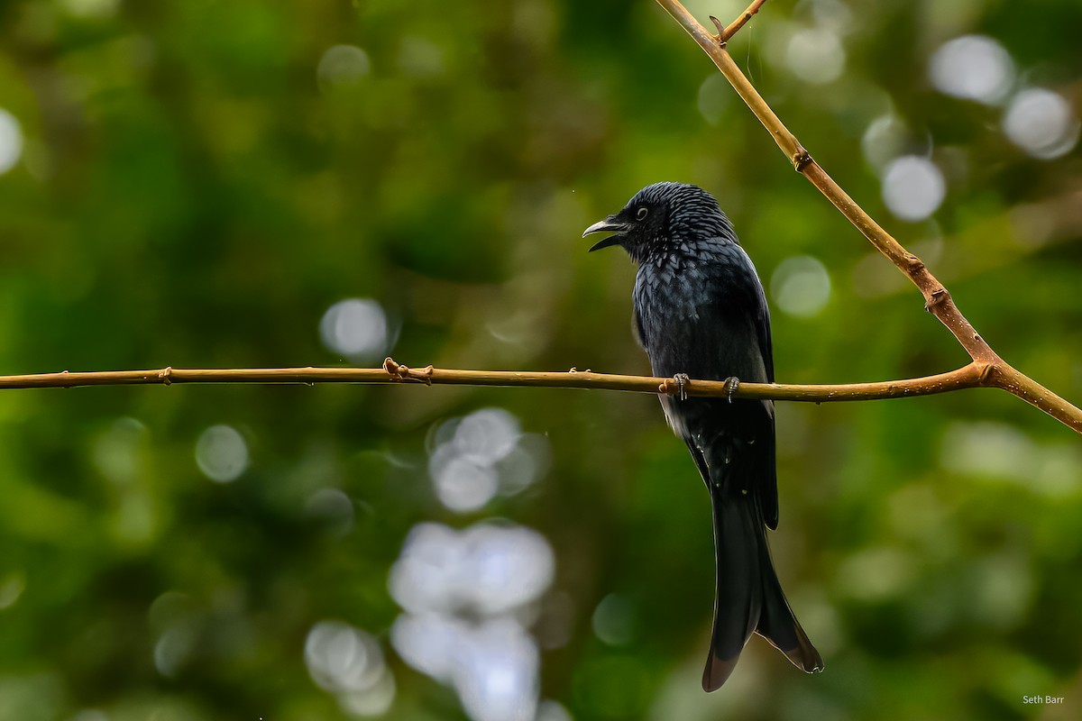 Bronzed Drongo - ML647393735
