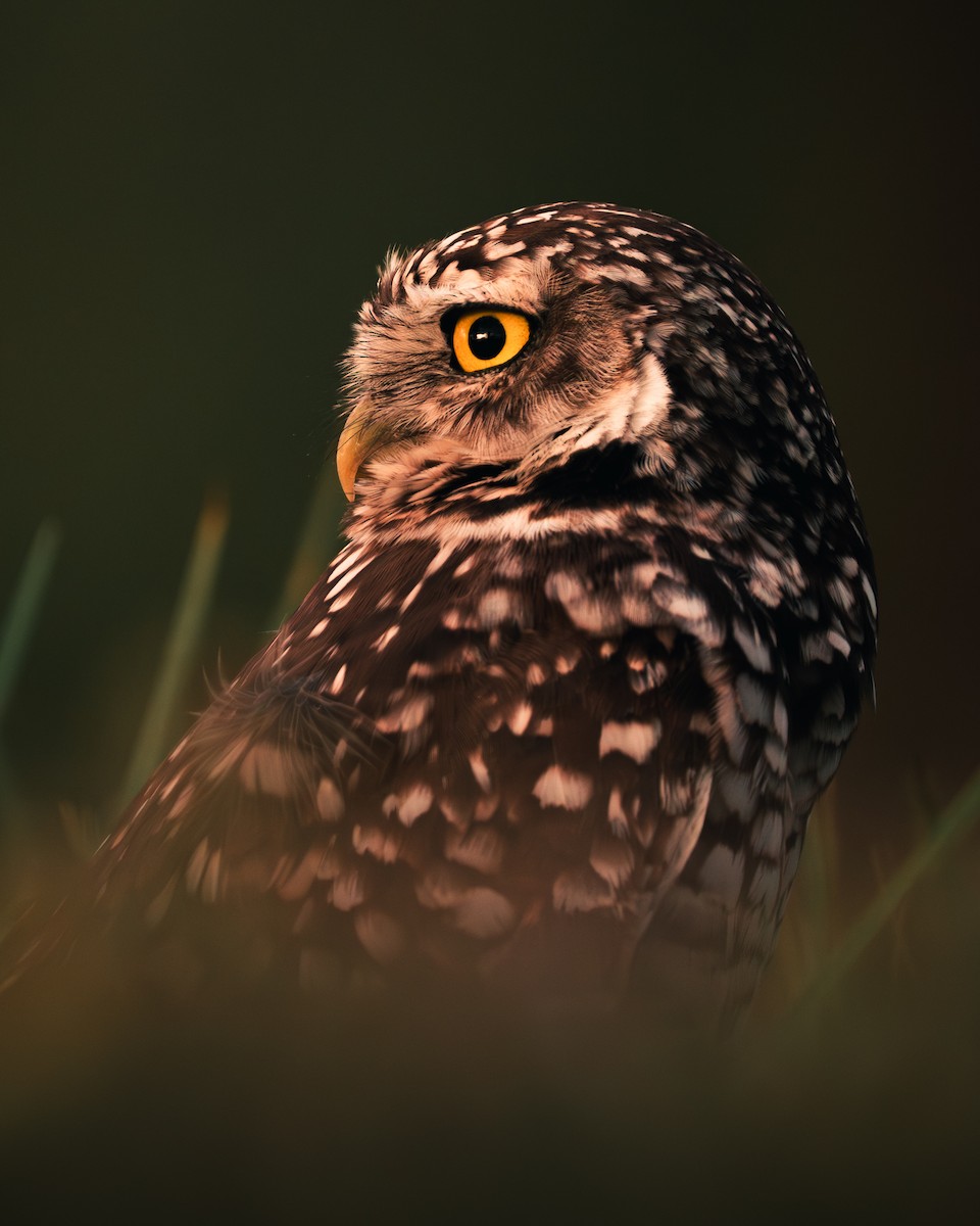 Burrowing Owl (Florida) - ML647393736