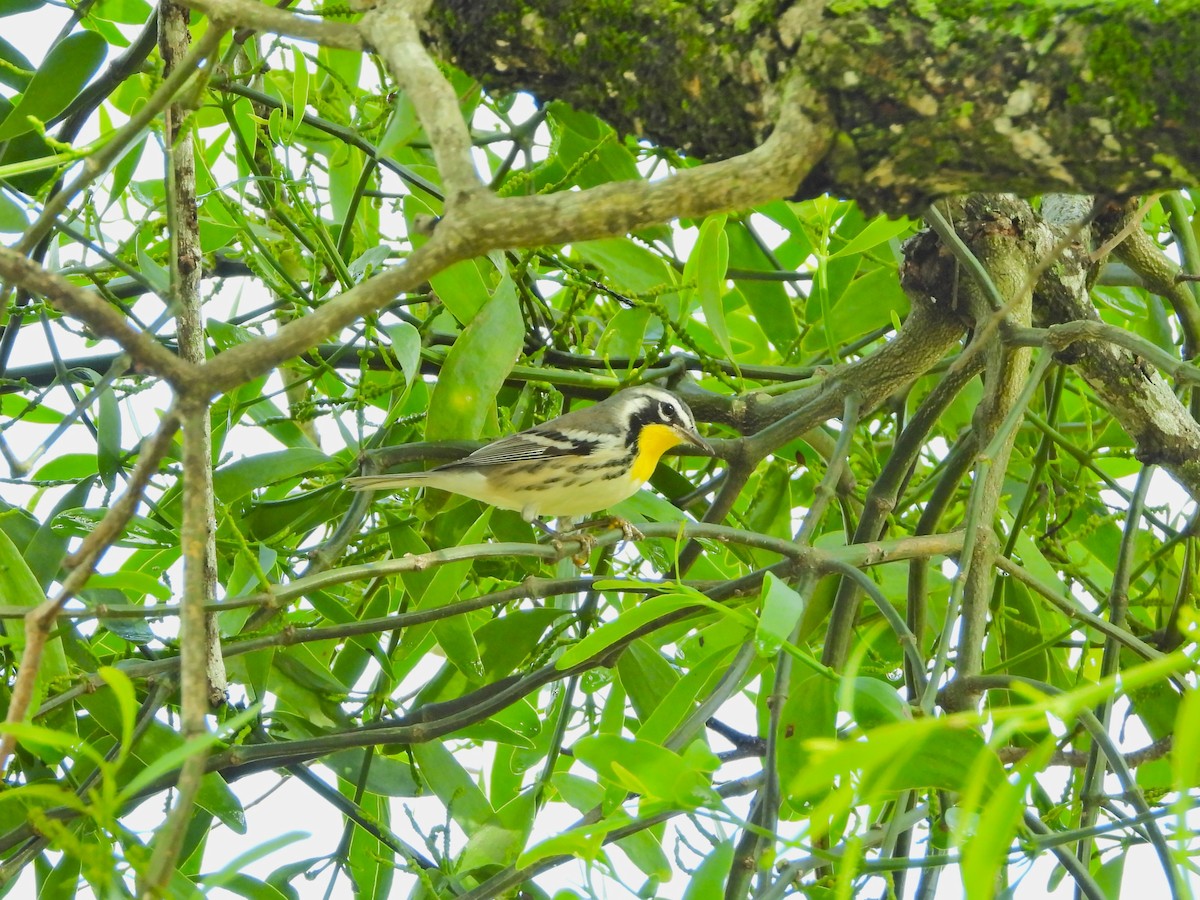 Paruline à gorge jaune - ML647393737