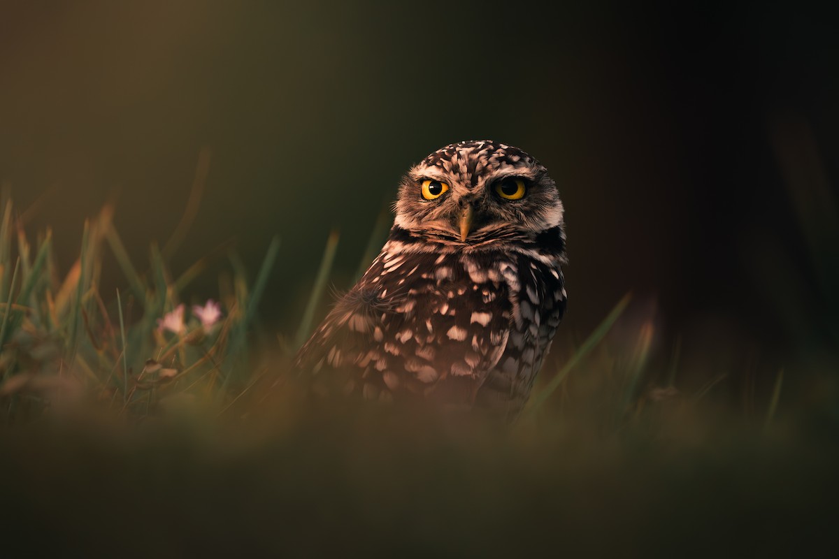 Burrowing Owl (Florida) - ML647393738