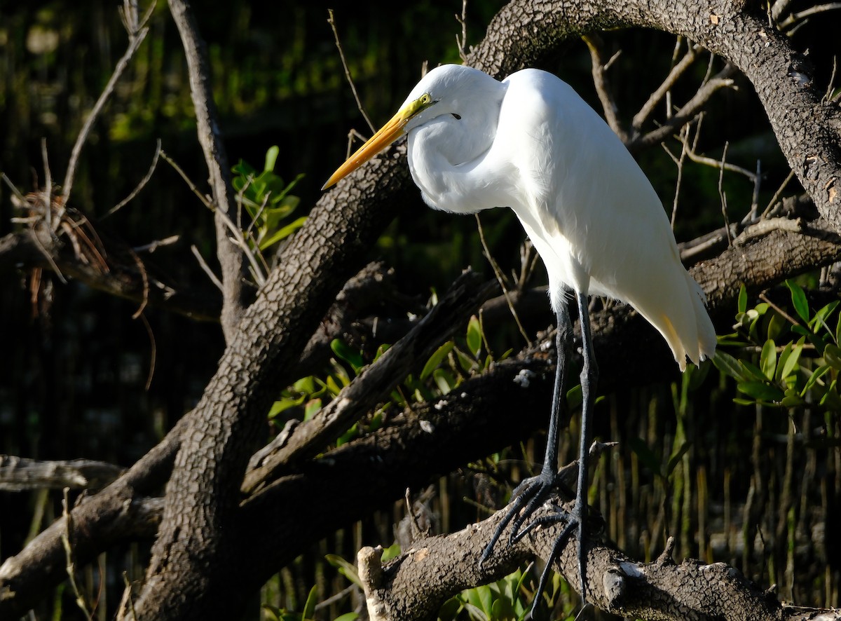 Great Egret - ML647393740