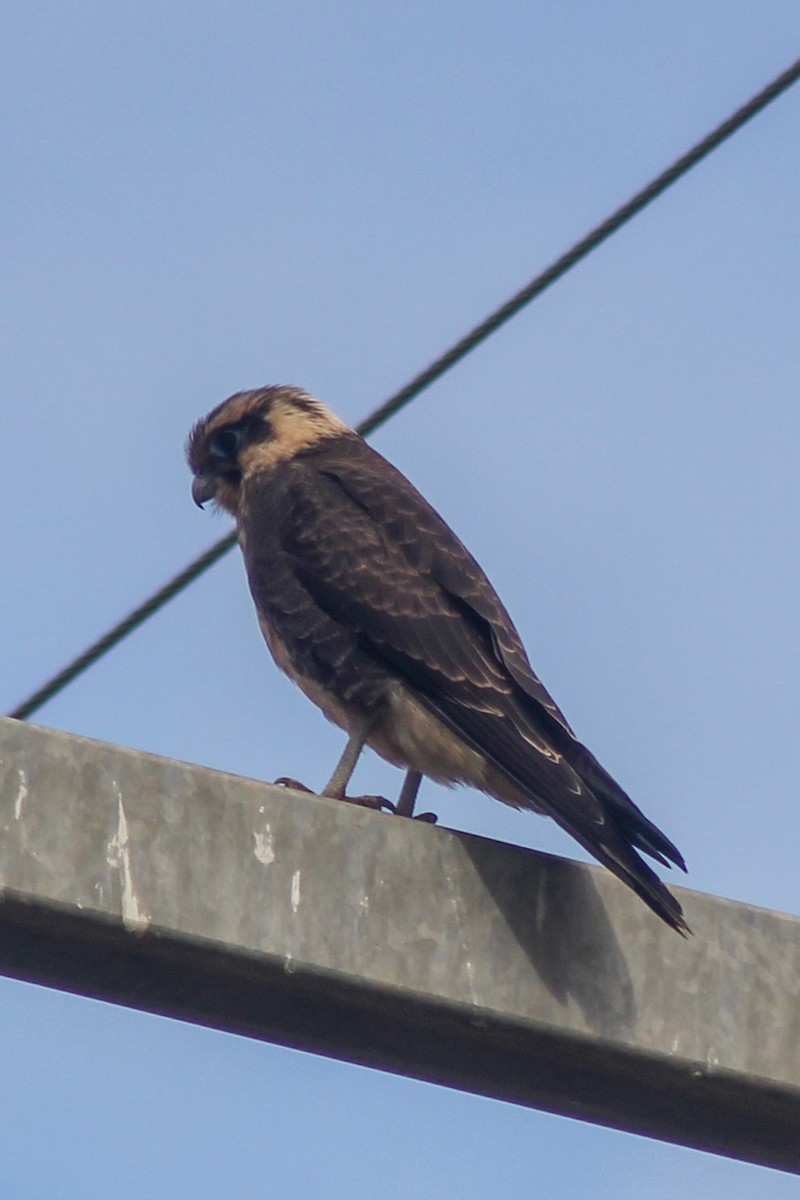 Brown Falcon - ML647393741