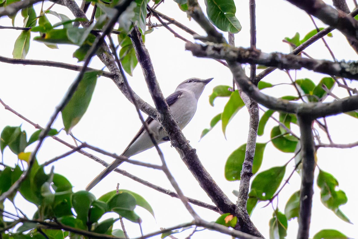 Brown-rumped Minivet - ML647393742