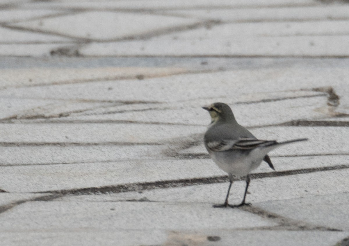 White Wagtail - ML647393744