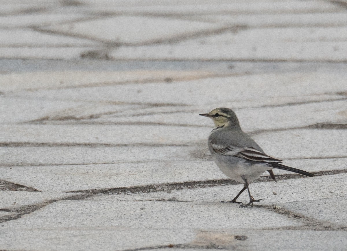 White Wagtail - ML647393745
