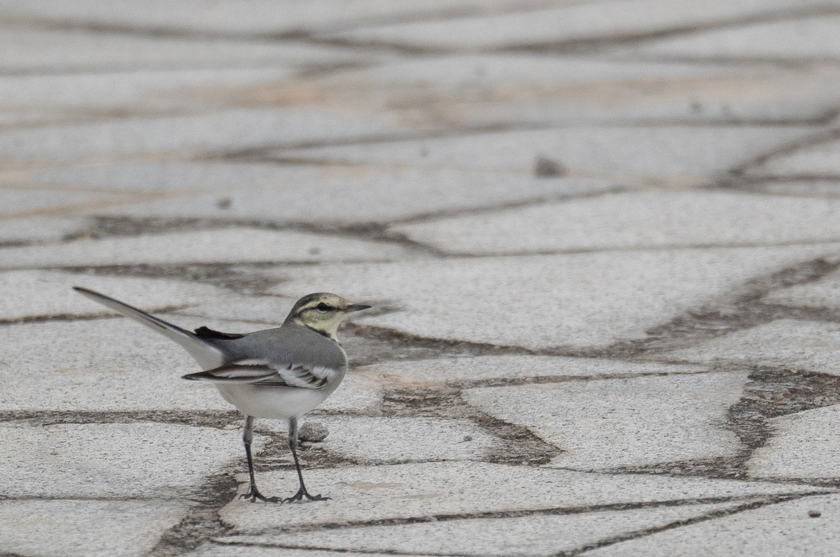 White Wagtail - ML647393746