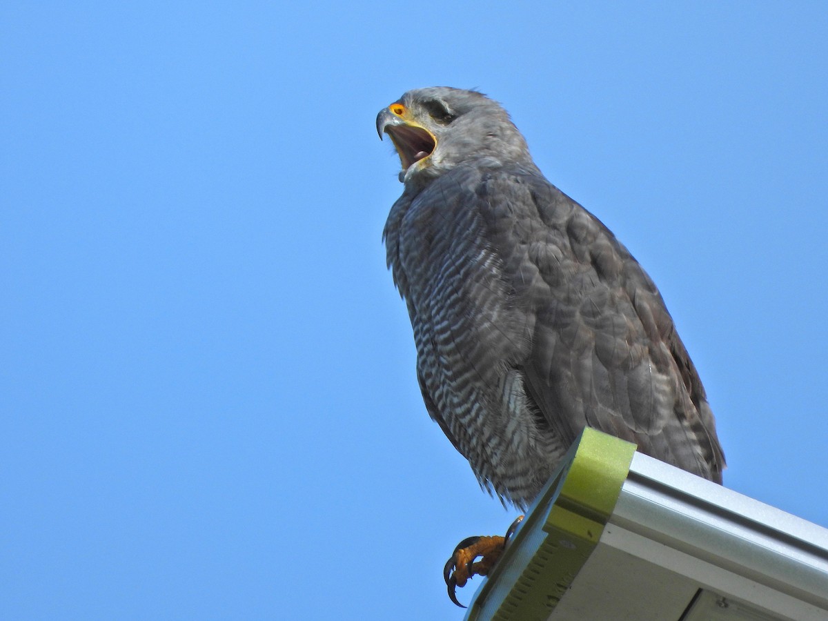 Buse grise - ML647393747