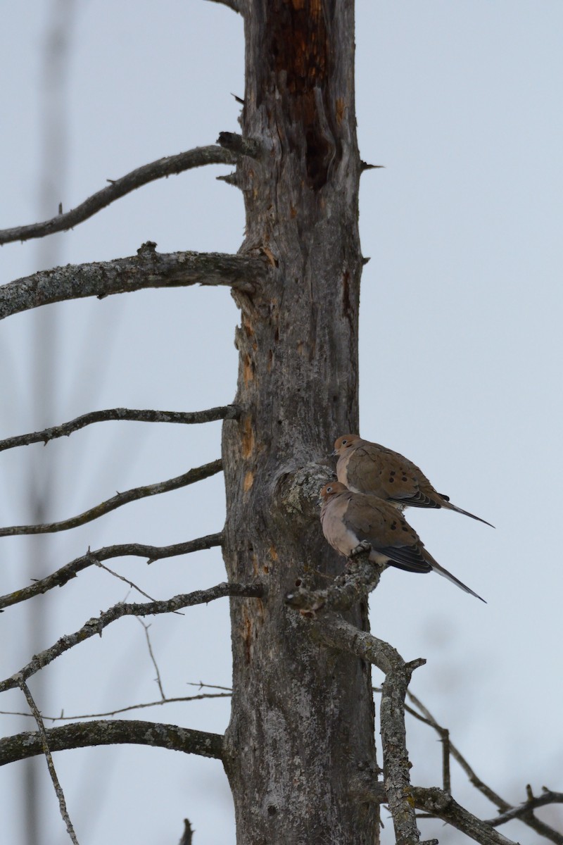 Uzun Kuyruklu Kumru - ML647393750