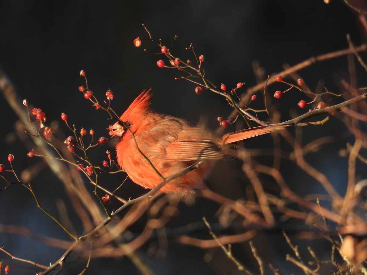 Northern Cardinal - ML647393751
