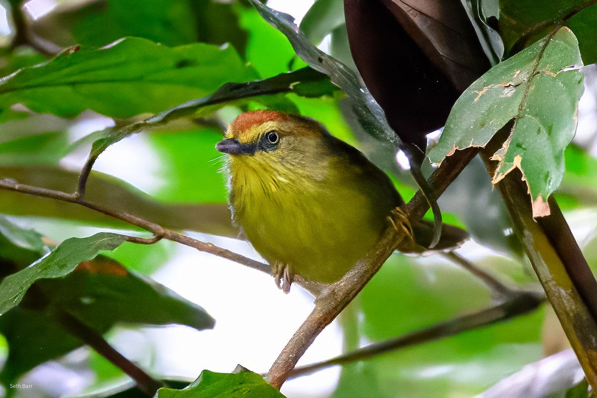 Pin-striped Tit-Babbler (Pin-striped) - ML647393759