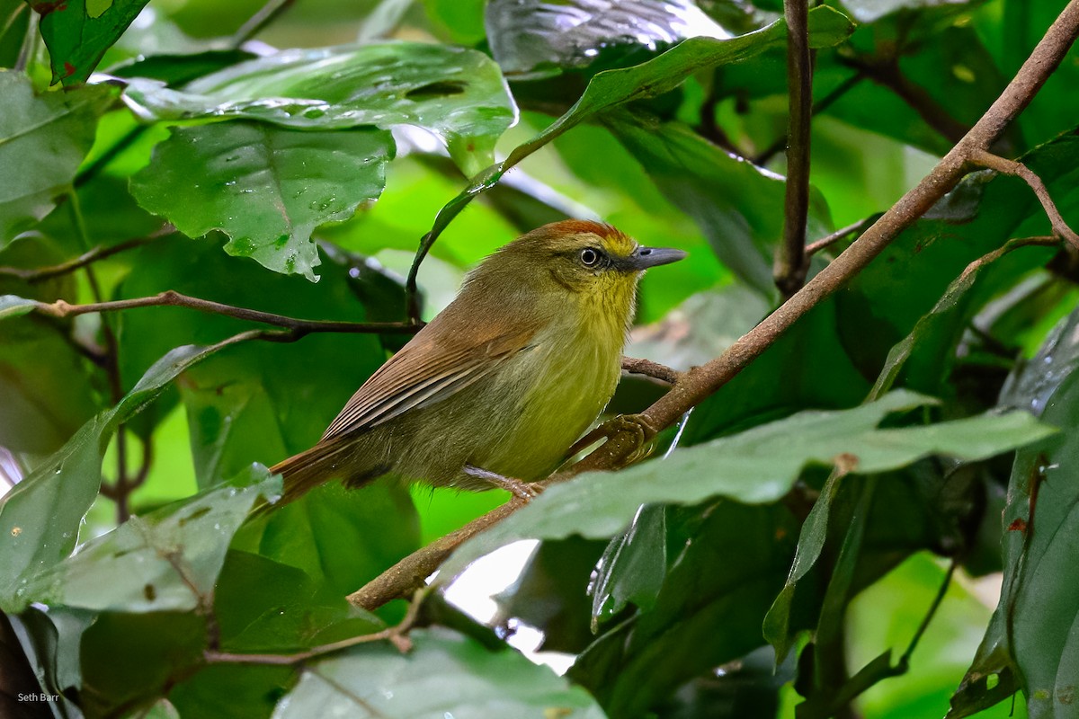 Pin-striped Tit-Babbler (Pin-striped) - ML647393760
