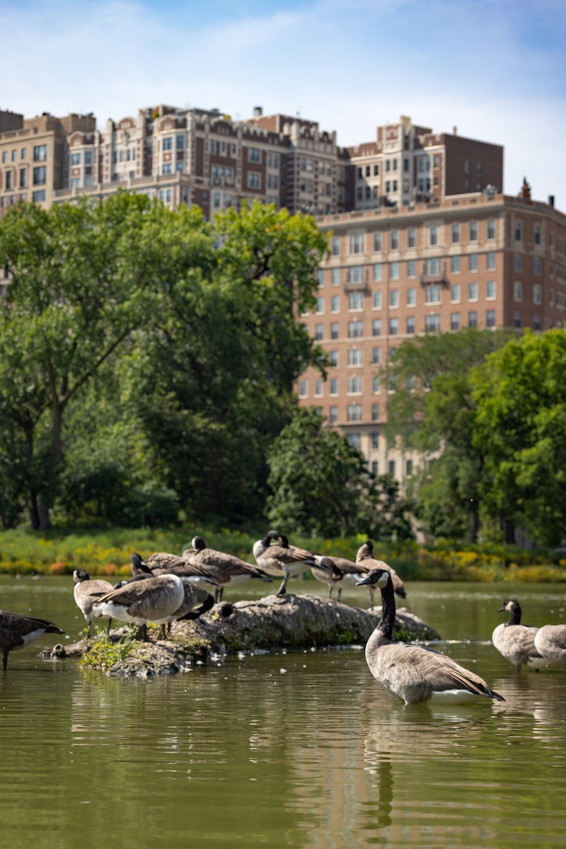 Canada Goose - ML647393764
