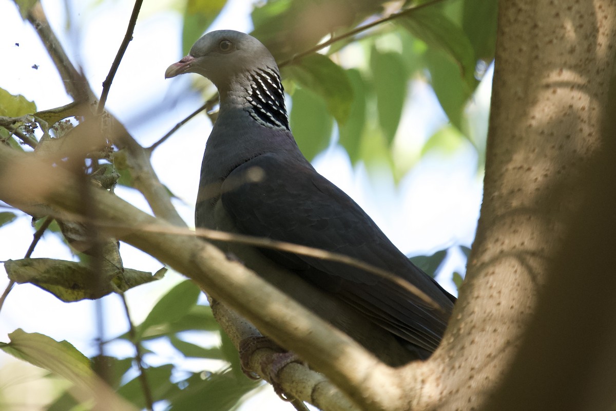 Nilgiri Wood-Pigeon - ML647393767