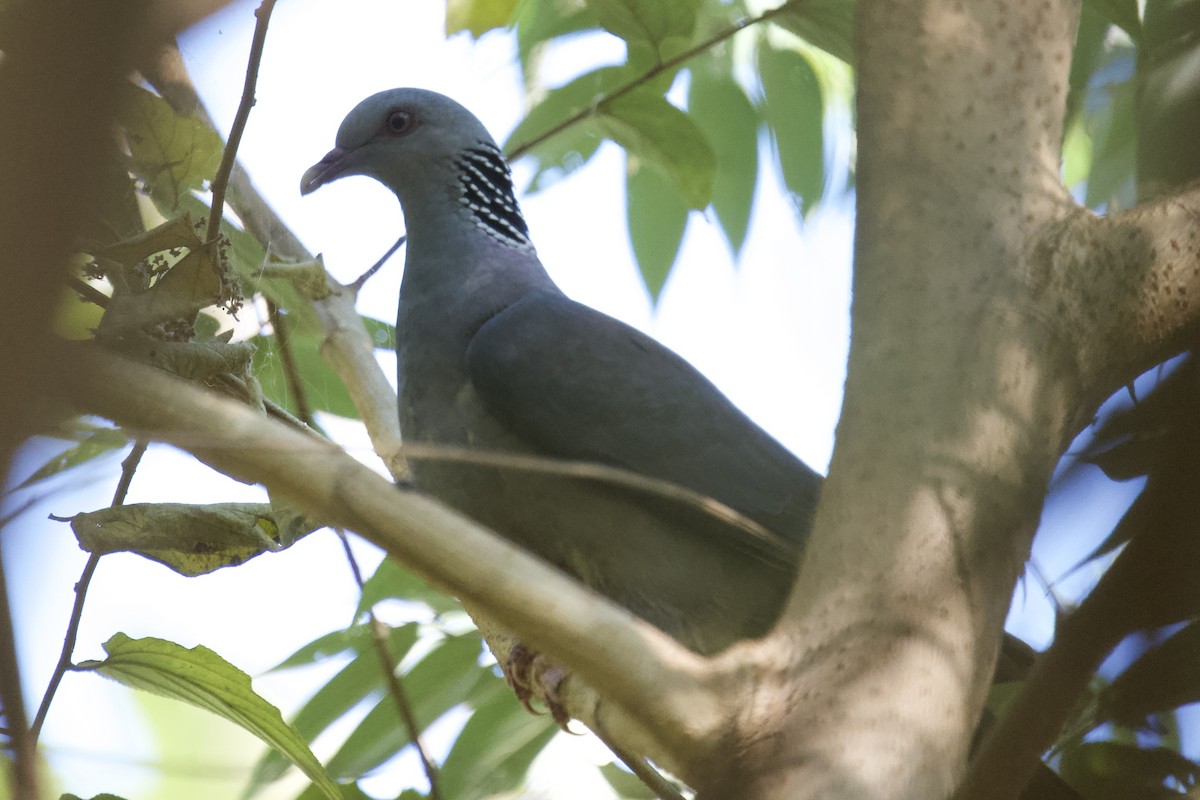 Nilgiri Wood-Pigeon - ML647393768