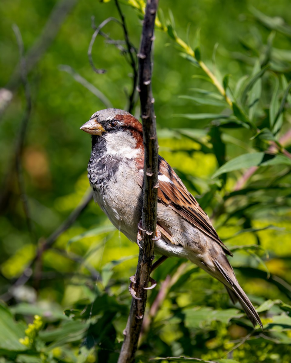 gråspurv - ML647393769